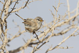 Image. Streaked Scrub Warbler