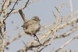 Image. Streaked Scrub Warbler