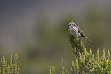 Image. Streaky Seedeater