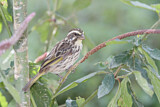 Image. Streaky Seedeater