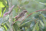 Image. Streaky Seedeater