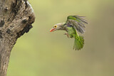 Image. Streifenbartvogel