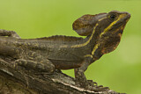 Image. Streifenbasilisk