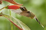 Image. Streifenkehl-Schattenkolibri