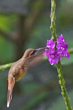 Image. Streifenkehl-Schattenkolibri