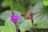 Image. Streifenkehl-Schattenkolibri