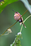 Image. Streifenkehl-Schattenkolibri