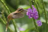 Image. Streifenkehl-Schattenkolibri