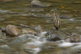 Image. Streifenreiher