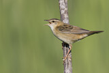 Image. Streifenschwirl