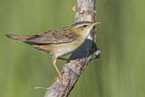 Image. Streifenschwirl