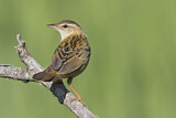 Image. Streifenschwirl