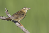 Image. Streifenschwirl