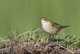 Image. Streifenschwirl