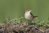 Image. Streifenschwirl
