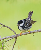 Image. Streifenwaldsänger