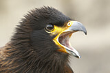 Image. Striated Caracara