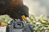 Image. Striated Caracara