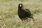 Image. Striated Caracara