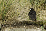 Image. Striated Caracara