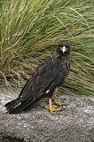 Image. Striated Caracara
