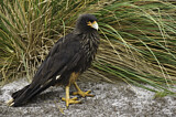 Image. Striated Caracara