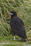 Image. Striated Caracara
