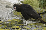 Image. Striated Caracara