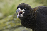 Image. Striated Caracara
