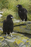 Image. Striated Caracara