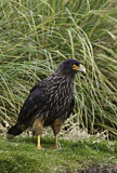 Image. Striated Caracara