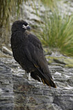 Image. Striated Caracara