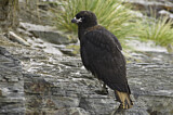 Image. Striated Caracara