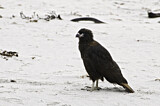 Image. Striated Caracara