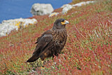 Image. Striated Caracara