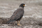 Image. Striated Caracara