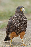 Image. Striated Caracara