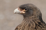 Image. Striated Caracara