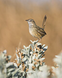 Image. Striated Fieldwren