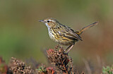 Image. Striated Fieldwren