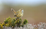 Image. Striated Fieldwren