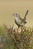 Image. Striated Fieldwren