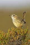 Image. Striated Fieldwren