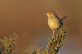 Image. Striated Fieldwren