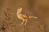 Image. Striated Fieldwren