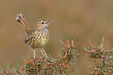 Image. Striated Fieldwren