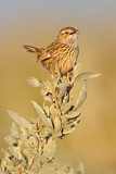 Image. Striated Fieldwren