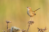 Image. Striated Fieldwren