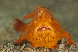 Image. Striated Frogfish