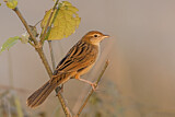 Image. Striated Grassbird